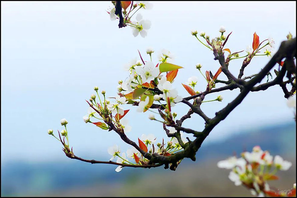 【春天，广西桂林灌阳县向您发出邀请！】我们在灌阳看梨花 - 游山玩水 - 河池生活社区 - 河池28生活网 hc.28life.com