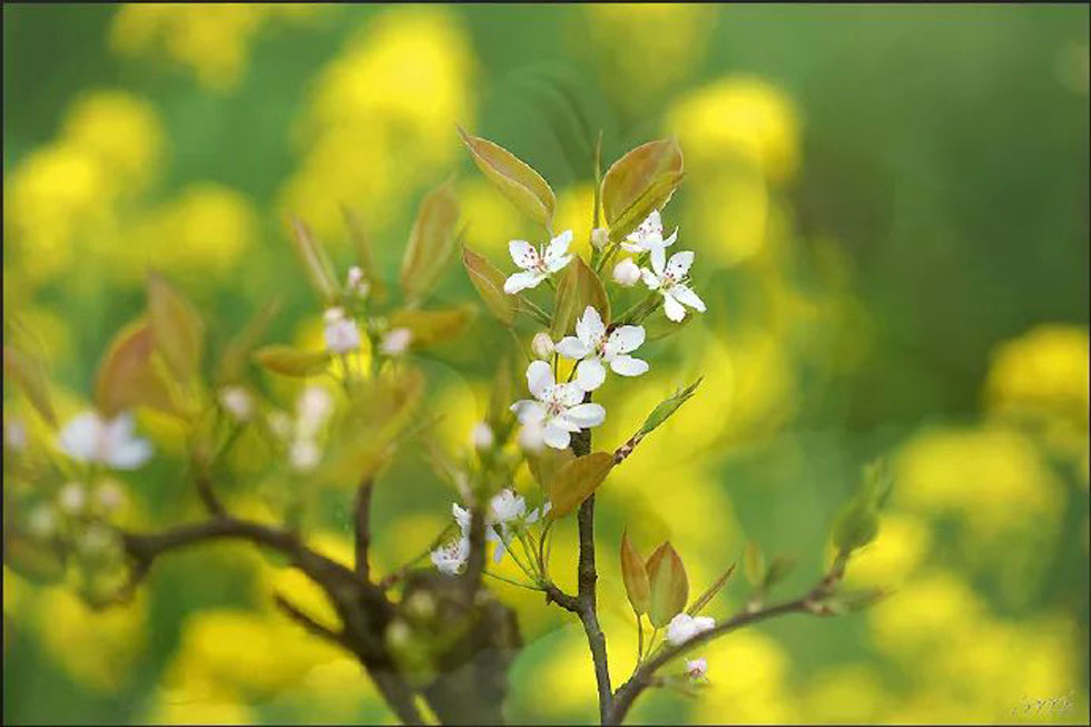 【春天，广西桂林灌阳县向您发出邀请！】我们在灌阳看梨花 - 游山玩水 - 河池生活社区 - 河池28生活网 hc.28life.com