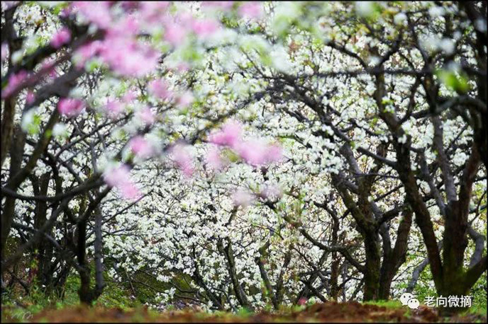 【春天，广西桂林灌阳县向您发出邀请！】我们在灌阳看梨花 - 游山玩水 - 河池生活社区 - 河池28生活网 hc.28life.com