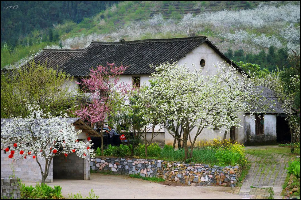 【春天，广西桂林灌阳县向您发出邀请！】我们在灌阳看梨花 - 游山玩水 - 河池生活社区 - 河池28生活网 hc.28life.com