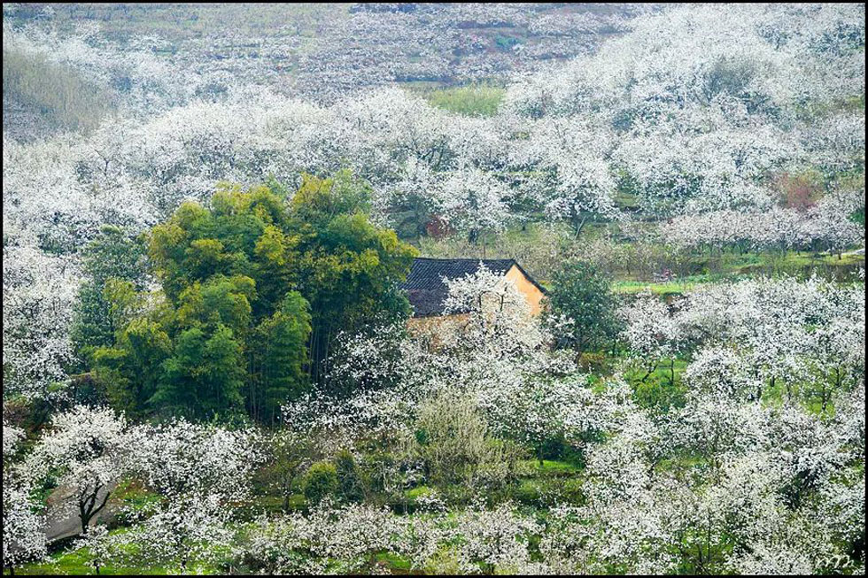 【春天，广西桂林灌阳县向您发出邀请！】我们在灌阳看梨花 - 游山玩水 - 河池生活社区 - 河池28生活网 hc.28life.com