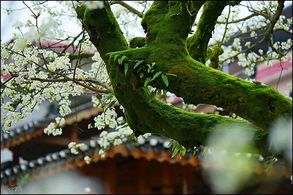 【春天，广西桂林灌阳县向您发出邀请！】我们在灌阳看梨花 - 游山玩水 - 河池生活社区 - 河池28生活网 hc.28life.com