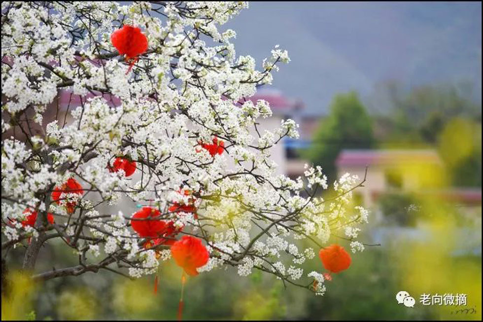 【春天，广西桂林灌阳县向您发出邀请！】我们在灌阳看梨花 - 游山玩水 - 河池生活社区 - 河池28生活网 hc.28life.com