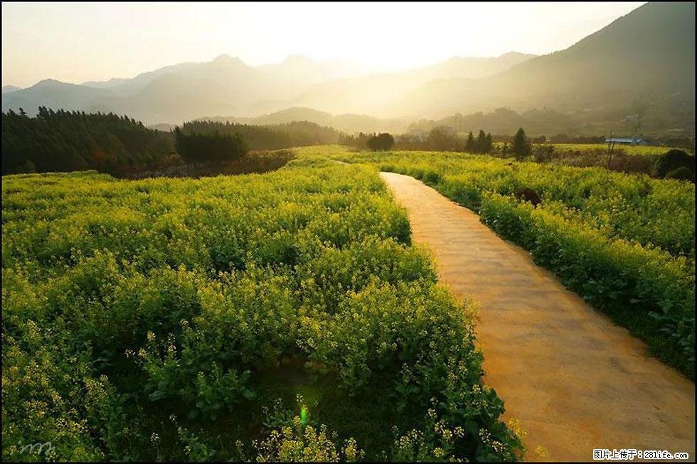 【春天，广西桂林灌阳县向您发出邀请！】长坪村油菜盛情花开 - 游山玩水 - 河池生活社区 - 河池28生活网 hc.28life.com