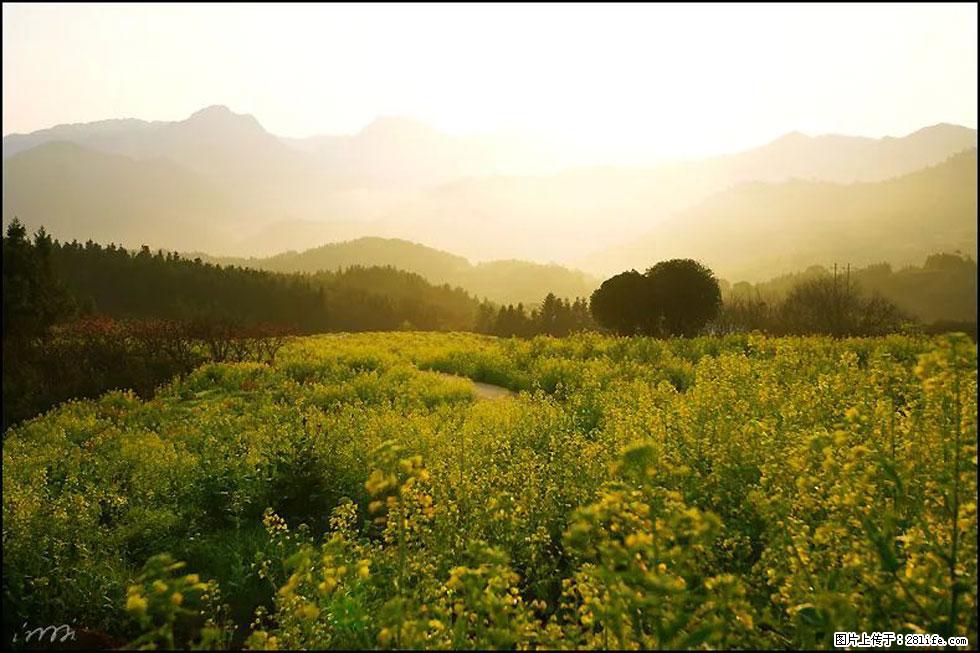 【春天，广西桂林灌阳县向您发出邀请！】长坪村油菜盛情花开 - 游山玩水 - 河池生活社区 - 河池28生活网 hc.28life.com