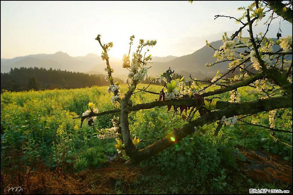 【春天，广西桂林灌阳县向您发出邀请！】长坪村油菜盛情花开 - 游山玩水 - 河池生活社区 - 河池28生活网 hc.28life.com