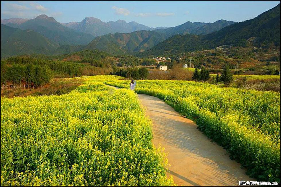 【春天，广西桂林灌阳县向您发出邀请！】长坪村油菜盛情花开 - 游山玩水 - 河池生活社区 - 河池28生活网 hc.28life.com