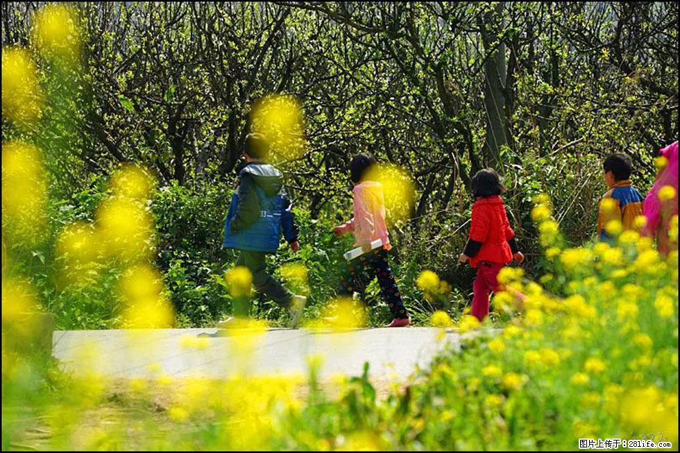 【春天，广西桂林灌阳县向您发出邀请！】长坪村油菜盛情花开 - 游山玩水 - 河池生活社区 - 河池28生活网 hc.28life.com