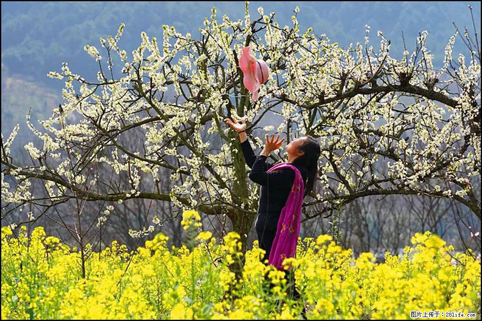 【春天，广西桂林灌阳县向您发出邀请！】长坪村油菜盛情花开 - 游山玩水 - 河池生活社区 - 河池28生活网 hc.28life.com