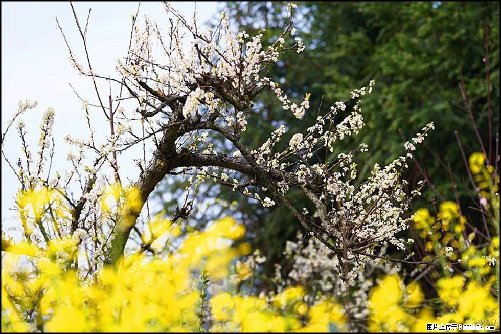 【春天，广西桂林灌阳县向您发出邀请！】长坪村油菜盛情花开 - 游山玩水 - 河池生活社区 - 河池28生活网 hc.28life.com
