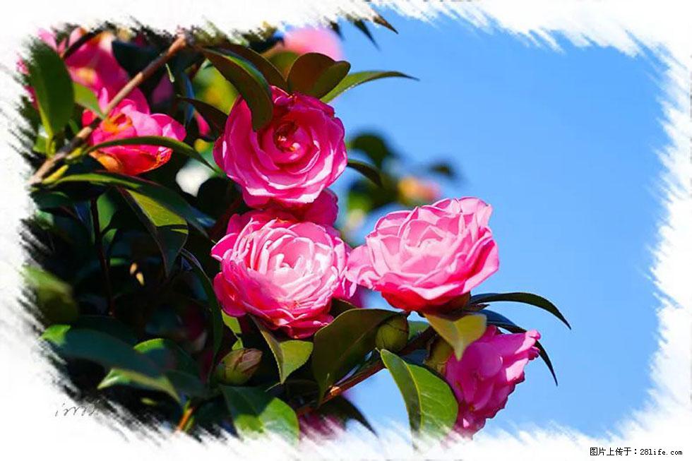 【春天，广西桂林灌阳县向您发出邀请！】杨柳井茶花惹人爱 - 游山玩水 - 河池生活社区 - 河池28生活网 hc.28life.com