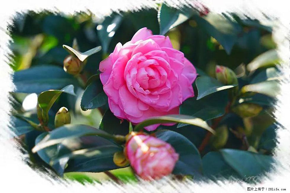 【春天，广西桂林灌阳县向您发出邀请！】杨柳井茶花惹人爱 - 游山玩水 - 河池生活社区 - 河池28生活网 hc.28life.com