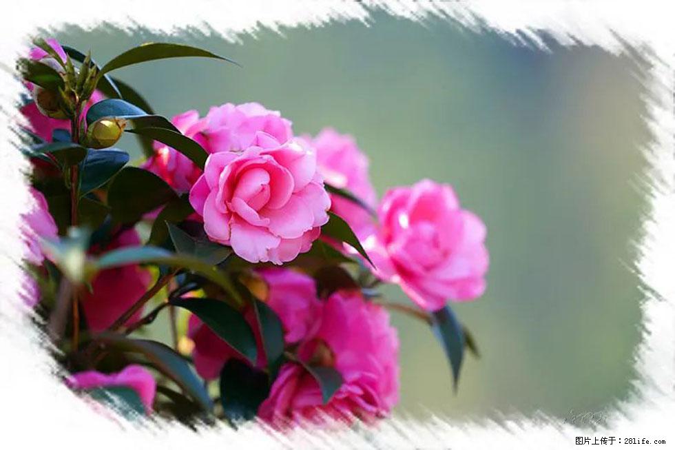 【春天，广西桂林灌阳县向您发出邀请！】杨柳井茶花惹人爱 - 游山玩水 - 河池生活社区 - 河池28生活网 hc.28life.com