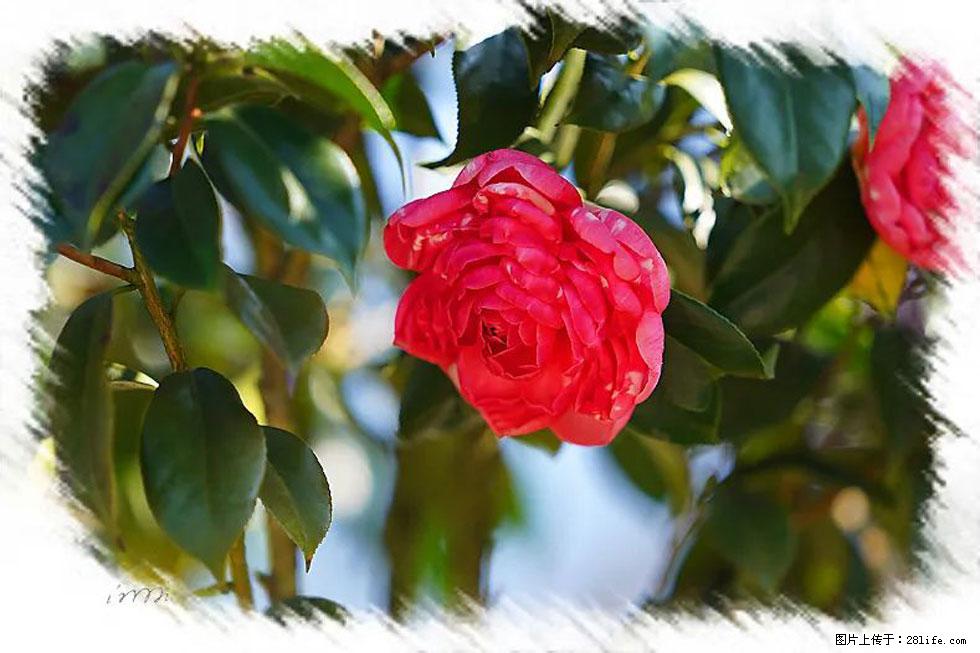 【春天，广西桂林灌阳县向您发出邀请！】杨柳井茶花惹人爱 - 游山玩水 - 河池生活社区 - 河池28生活网 hc.28life.com