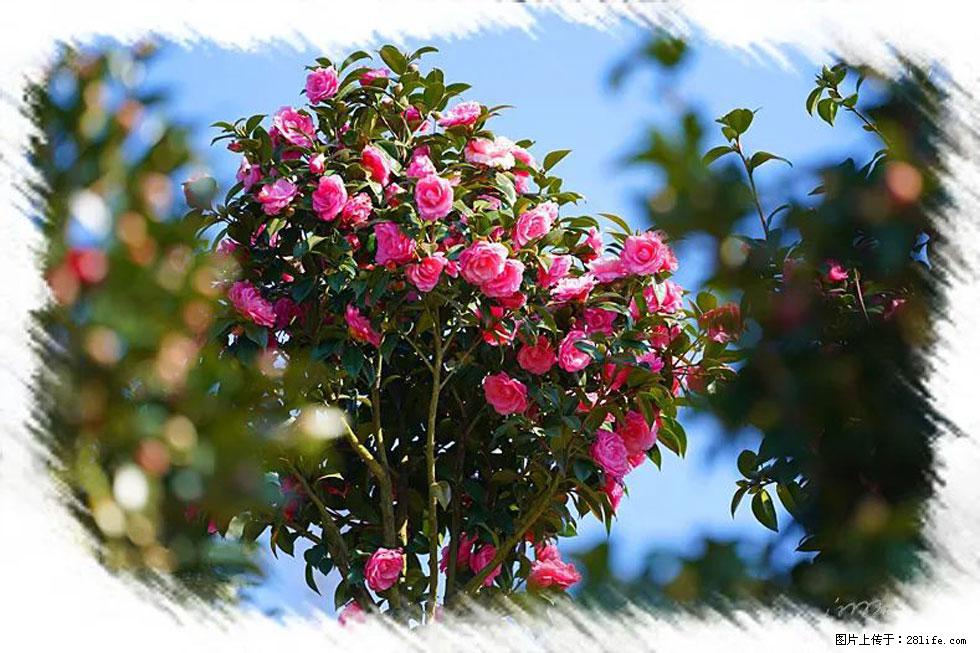 【春天，广西桂林灌阳县向您发出邀请！】杨柳井茶花惹人爱 - 游山玩水 - 河池生活社区 - 河池28生活网 hc.28life.com