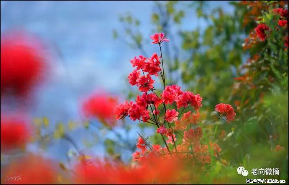 【春天，广西桂林灌阳县向您发出邀请！】登麒麟山，相约映山红 - 游山玩水 - 河池生活社区 - 河池28生活网 hc.28life.com