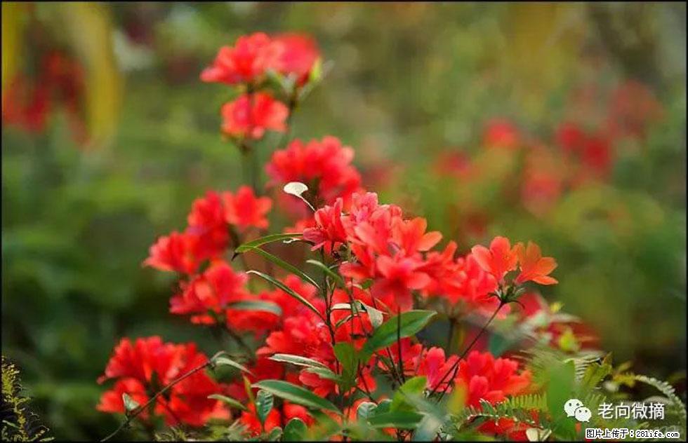 【春天，广西桂林灌阳县向您发出邀请！】登麒麟山，相约映山红 - 游山玩水 - 河池生活社区 - 河池28生活网 hc.28life.com