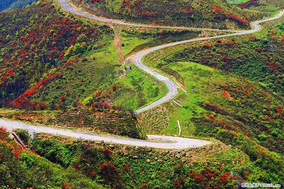 【春天，广西桂林灌阳县向您发出邀请！】春木界上映山红 - 游山玩水 - 河池生活社区 - 河池28生活网 hc.28life.com