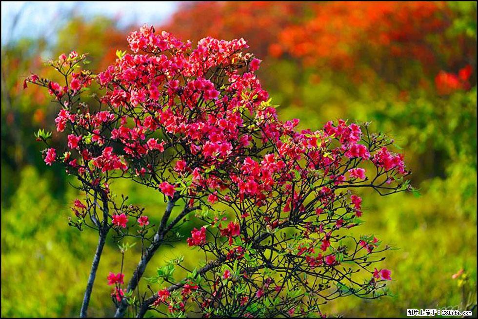 【春天，广西桂林灌阳县向您发出邀请！】春木界上映山红 - 游山玩水 - 河池生活社区 - 河池28生活网 hc.28life.com