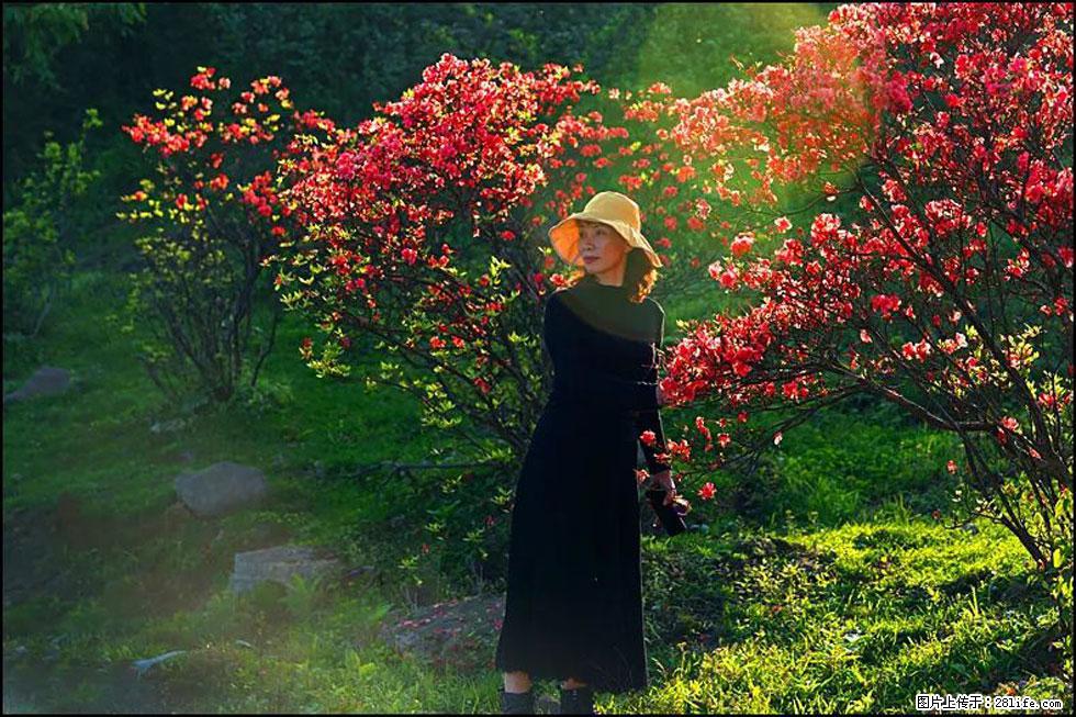 【春天，广西桂林灌阳县向您发出邀请！】春木界上映山红 - 游山玩水 - 河池生活社区 - 河池28生活网 hc.28life.com