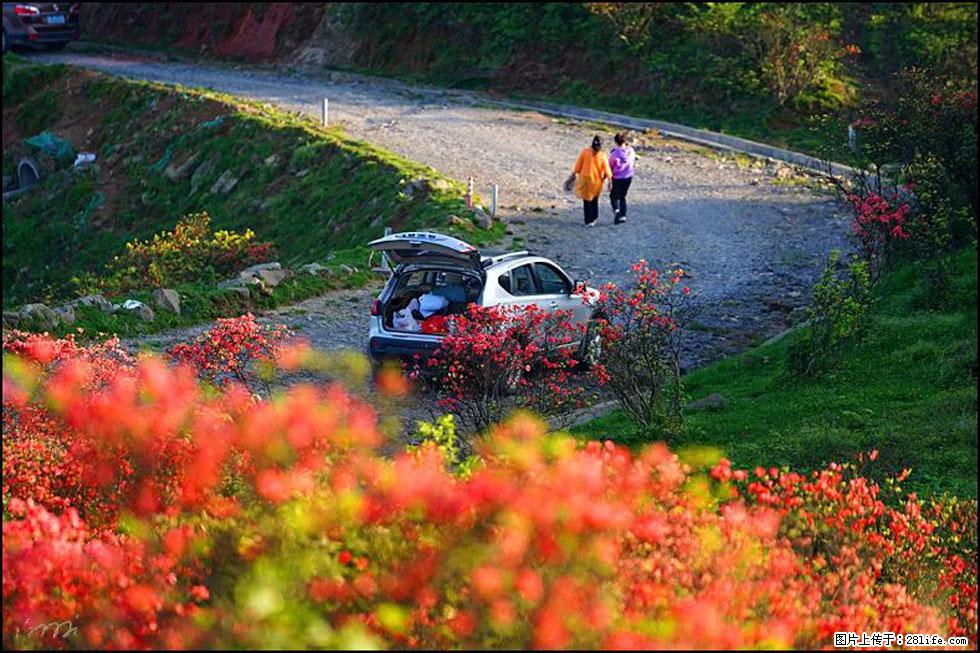 【春天，广西桂林灌阳县向您发出邀请！】春木界上映山红 - 游山玩水 - 河池生活社区 - 河池28生活网 hc.28life.com