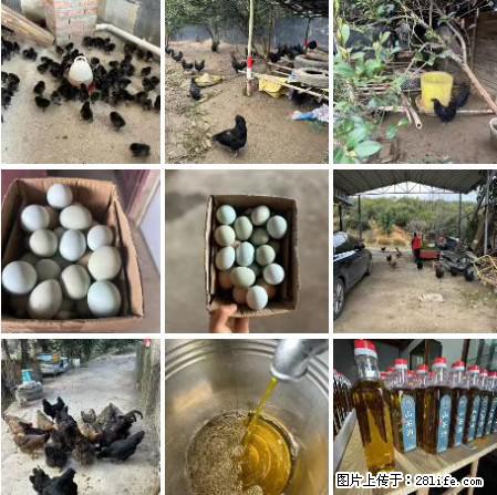 油茶园从小鸡仔开始养起的纯土鸡、土鸡蛋可以预定啦!还有前几天刚榨的纯山茶油哦 - 美食天地 - 河池生活社区 - 河池28生活网 hc.28life.com