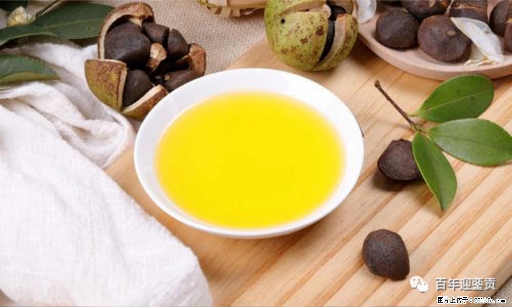 世界没有真相，只有认知，最好的食用油是中国的山茶油！ - 河池生活资讯 - 河池28生活网 hc.28life.com