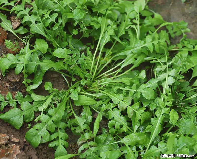 这些蔬菜是“天然钙片”,这6种被医生重点推荐 - 河池生活资讯 - 河池28生活网 hc.28life.com