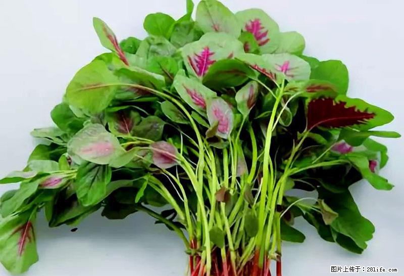这些蔬菜是“天然钙片”,这6种被医生重点推荐 - 河池生活资讯 - 河池28生活网 hc.28life.com
