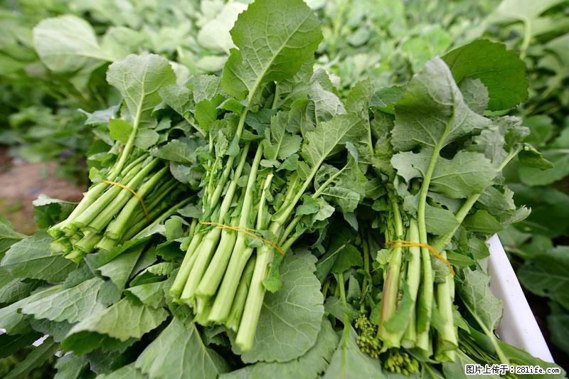 这些蔬菜是“天然钙片”,这6种被医生重点推荐 - 河池生活资讯 - 河池28生活网 hc.28life.com
